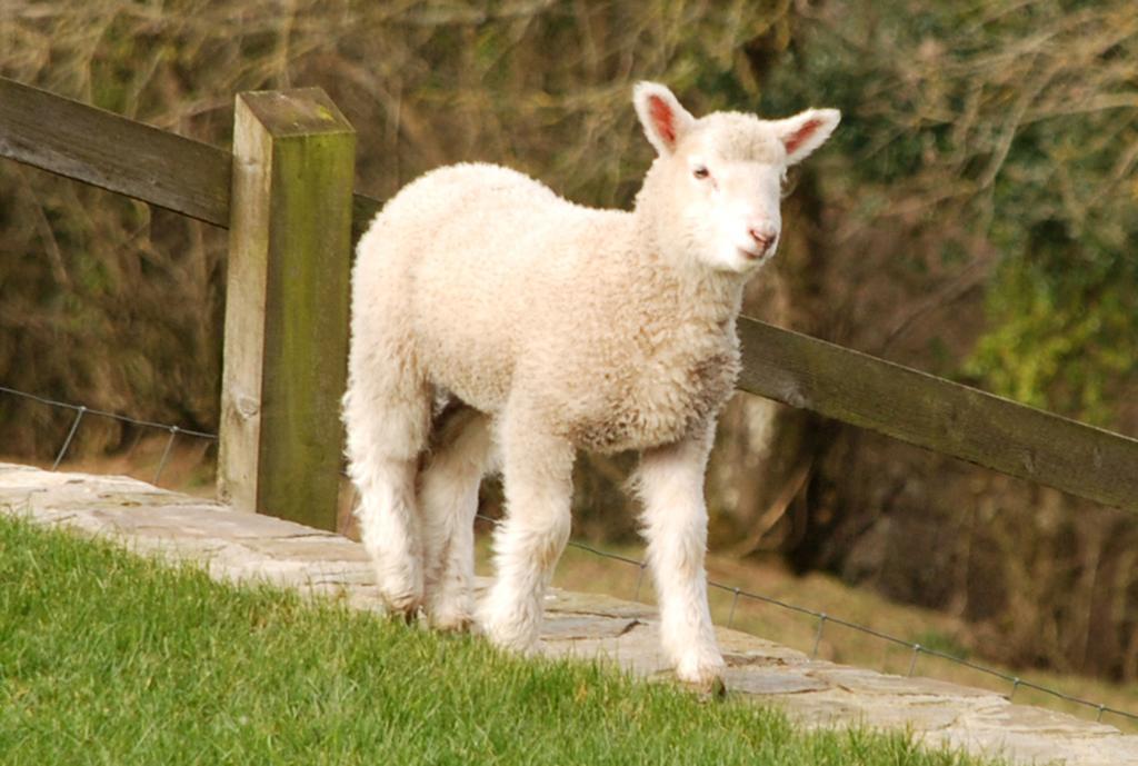 Kerswell Farmhouse Totnes Esterno foto